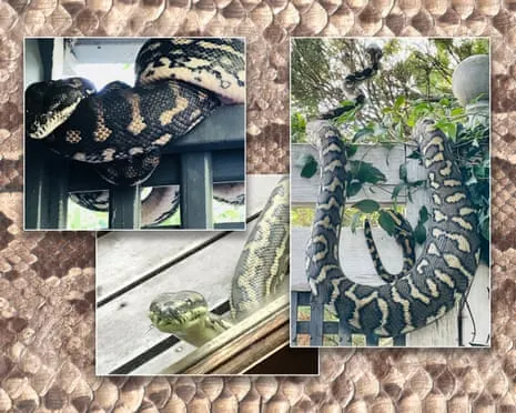 Accepting my Snakes in the Roof: A Transformation from Anxiety to Respect